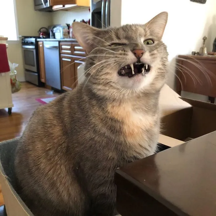 The 'Unflattering Cat Photo Challenge' Is Trending And It's Hilarious How Unphotogenic These Cats Are