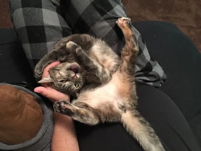 The 'Unflattering Cat Photo Challenge' Is Trending And It's Hilarious How Unphotogenic These Cats Are