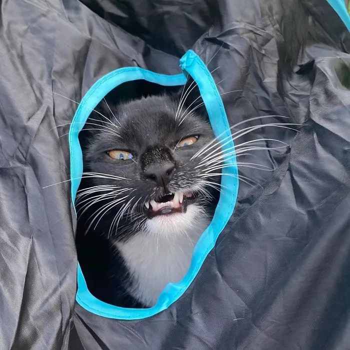 The 'Unflattering Cat Photo Challenge' Is Trending And It's Hilarious How Unphotogenic These Cats Are