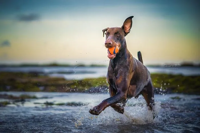 Hugo