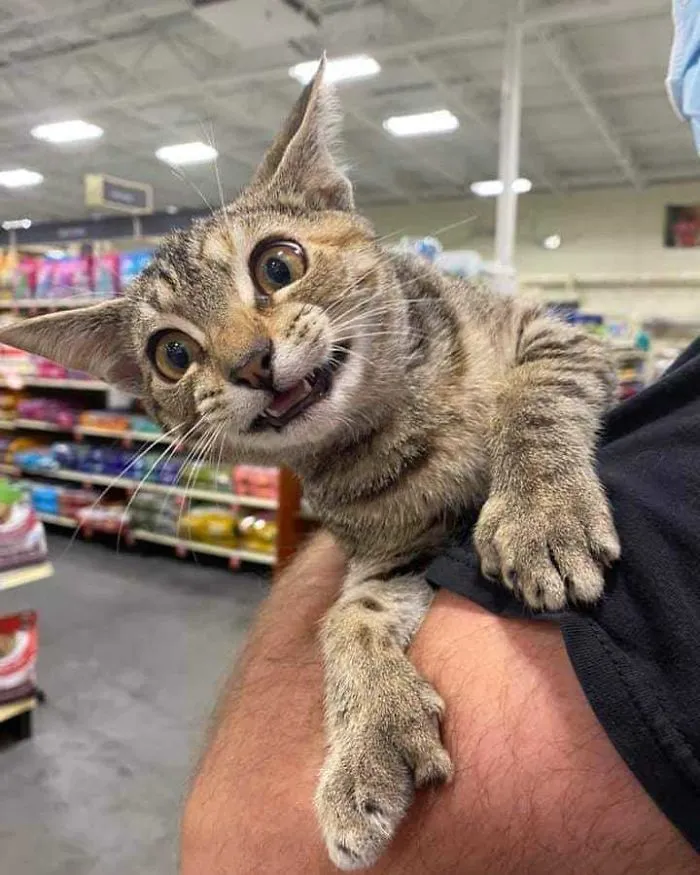 The 'Unflattering Cat Photo Challenge' Is Trending And It's Hilarious How Unphotogenic These Cats Are