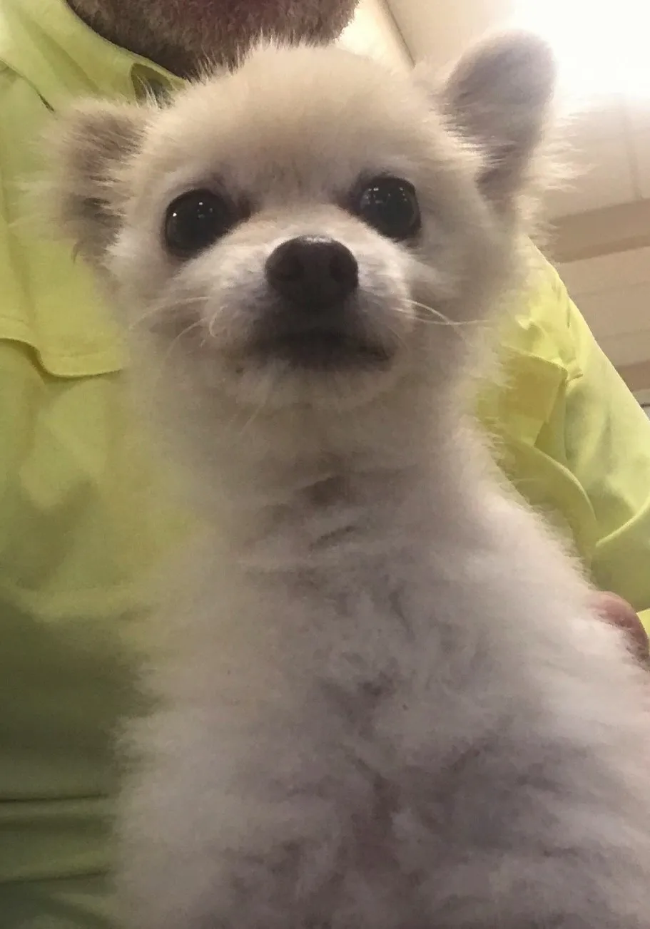 9 Yr. Old Abused Rescue Turns Out To Be Beautiful!