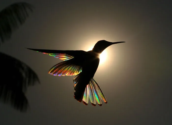 Highly Commended: 'Rainbow Ballet' By Christian Spencer