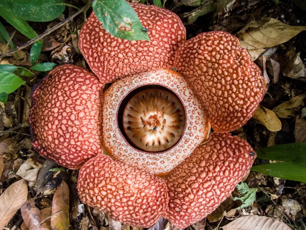 These Are Some Of The Weirdest Plants We've Ever Seen (9 Pics)