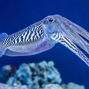 CuttlefishRule