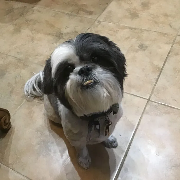 This Is Cooper He Loves To Stare At You. No Matter What You're Doing He Will Sit Down A Stare