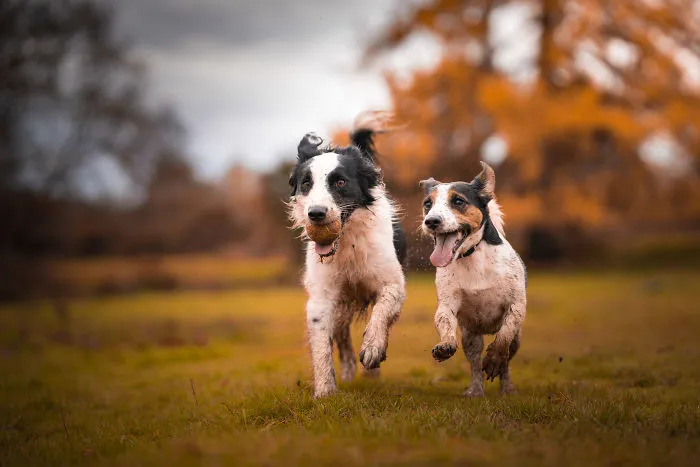 Gizmo And Bailey