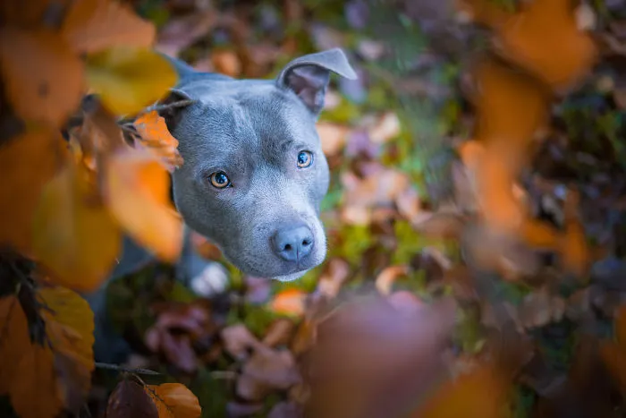 Taz