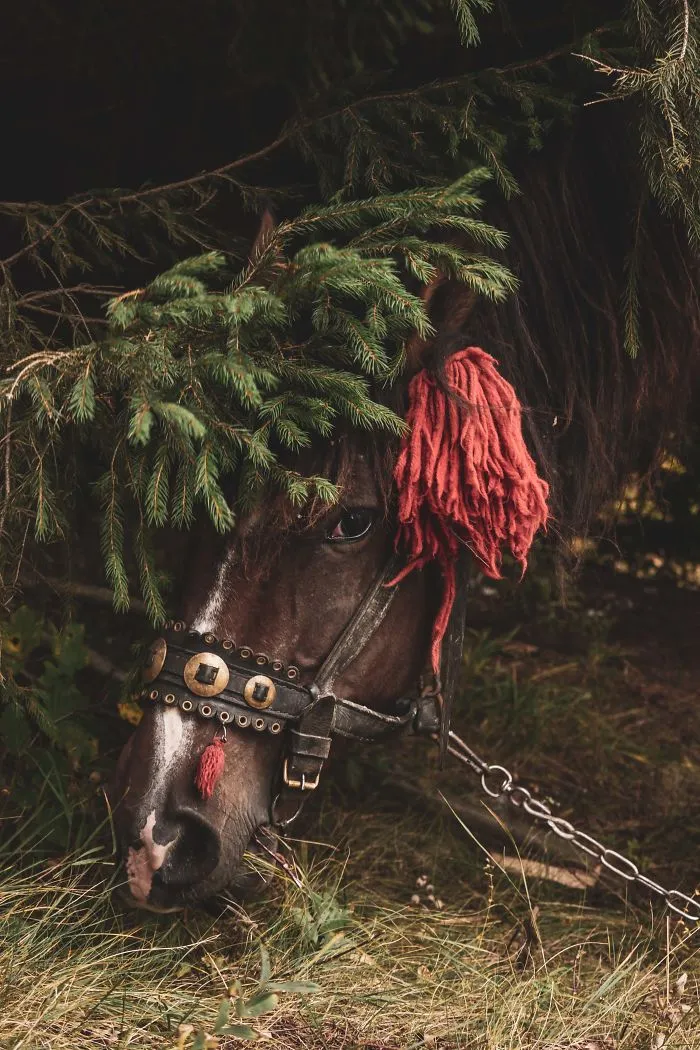 The Ukrainian Carpathians In Autumn Inspired Me To Capture These Photographs (38 Pics)