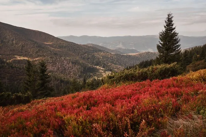 The Ukrainian Carpathians In Autumn Inspired Me To Capture These Photographs (38 Pics)