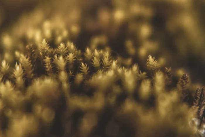 The Ukrainian Carpathians In Autumn Inspired Me To Capture These Photographs (38 Pics)