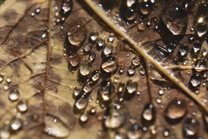 The Ukrainian Carpathians In Autumn Inspired Me To Capture These Photographs (38 Pics)
