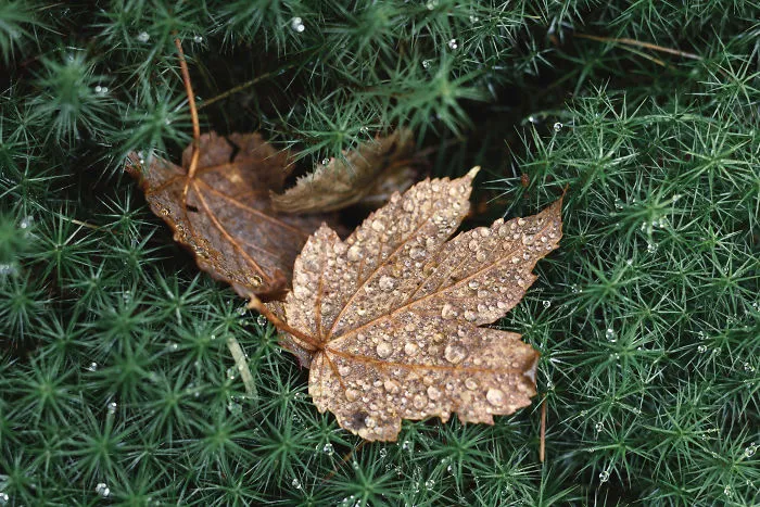 The Ukrainian Carpathians In Autumn Inspired Me To Capture These Photographs (38 Pics)