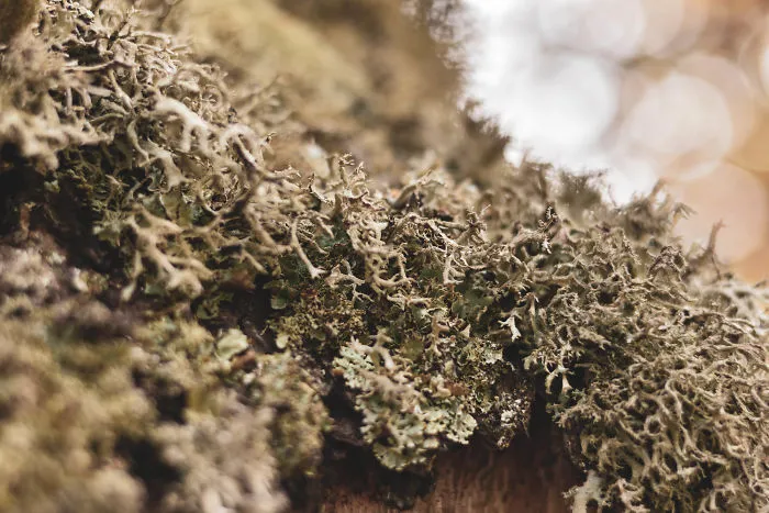 The Ukrainian Carpathians In Autumn Inspired Me To Capture These Photographs (38 Pics)