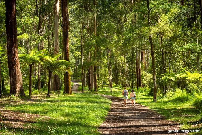 Dandenong Ranges
