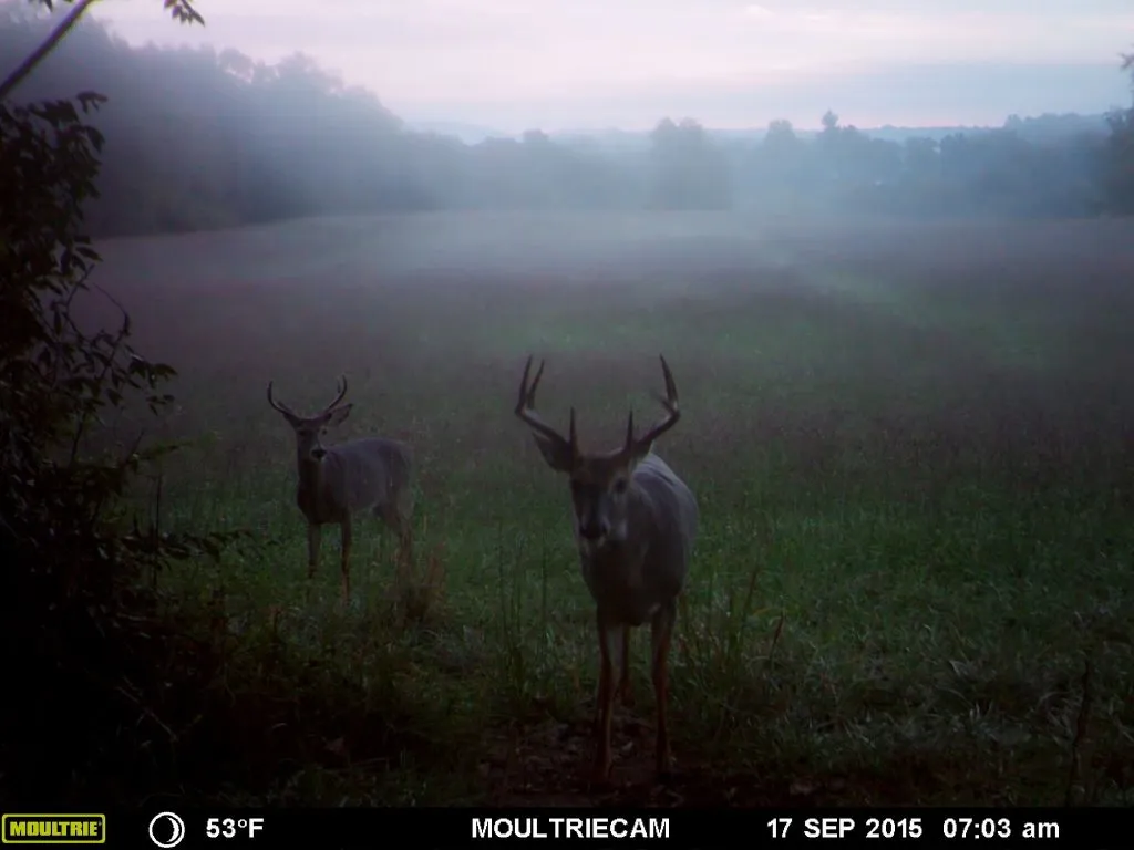 What Happens In The Wild:  Incredible Trail Cam Shots