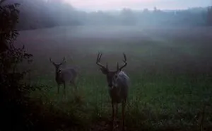 What Happens In The Wild: Incredible Trail Cam Shots