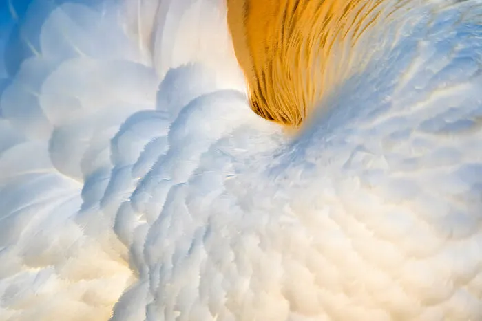 Attention To Detail: Third Place, By Francis De Andrés