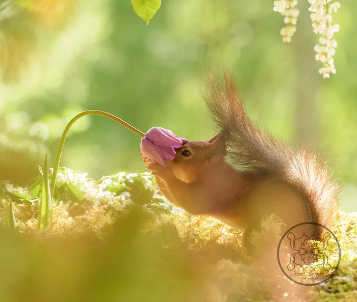 Red Squirrels Interact With My Props While I Photograph Them, And They Make The Cutest Pics (30 New Pics)