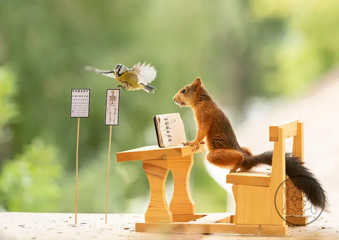 Red Squirrels Interact With My Props While I Photograph Them, And They Make The Cutest Pics (30 New Pics)