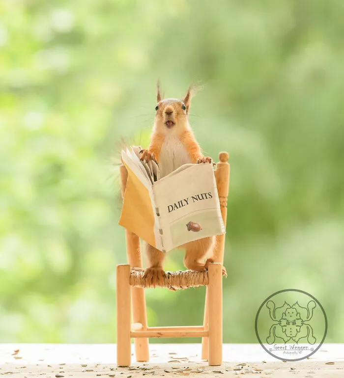 Red Squirrels Interact With My Props While I Photograph Them, And They Make The Cutest Pics (30 New Pics)