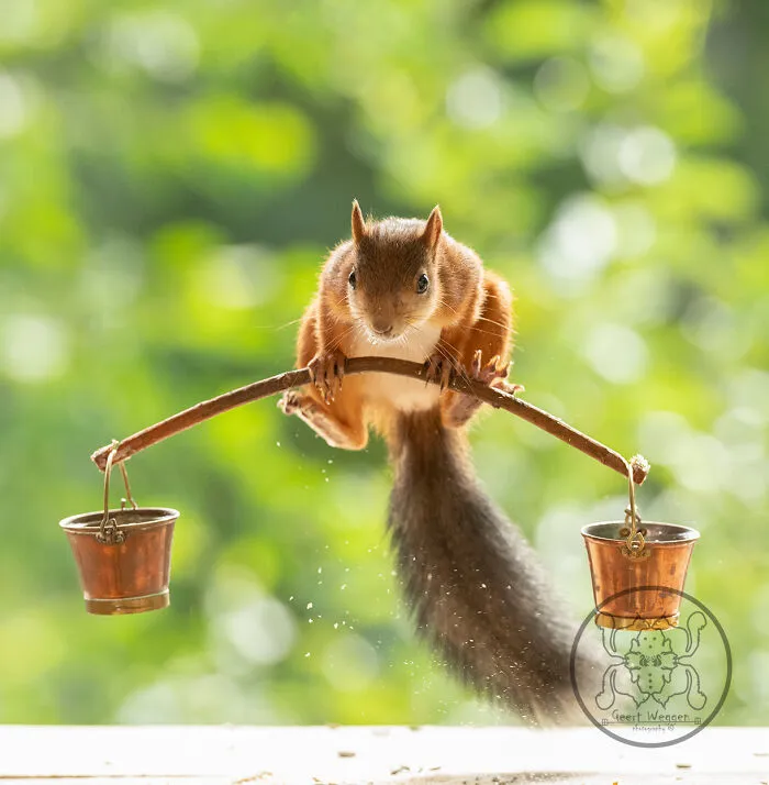 Red Squirrels Interact With My Props While I Photograph Them, And They Make The Cutest Pics (30 New Pics)