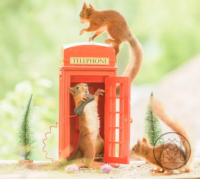 Red Squirrels Interact With My Props While I Photograph Them, And They Make The Cutest Pics (30 New Pics)