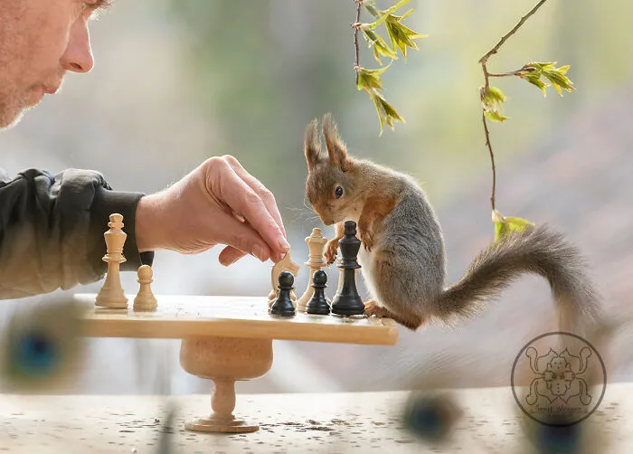 Red Squirrels Interact With My Props While I Photograph Them, And They Make The Cutest Pics (30 New Pics)