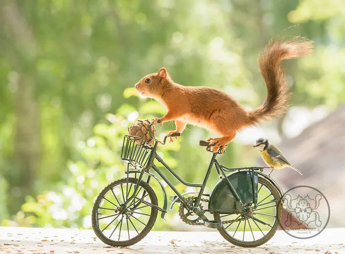 Red Squirrels Interact With My Props While I Photograph Them, And They Make The Cutest Pics (30 New Pics)