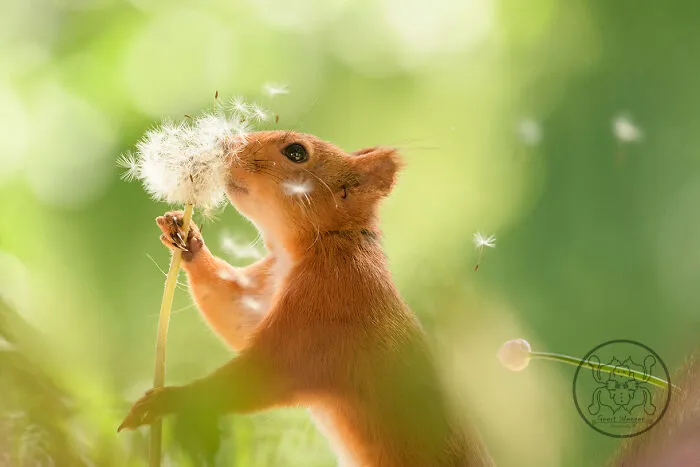 Red Squirrels Interact With My Props While I Photograph Them, And They Make The Cutest Pics (30 New Pics)