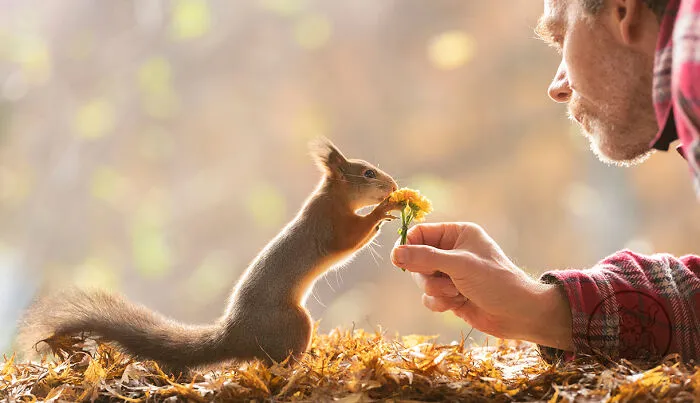 Red Squirrels Interact With My Props While I Photograph Them, And They Make The Cutest Pics (30 New Pics)