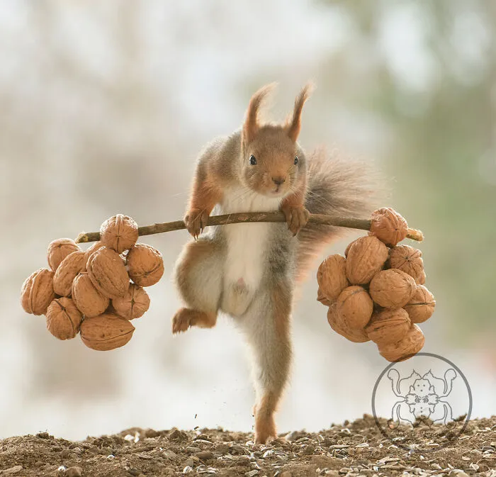 Red Squirrels Interact With My Props While I Photograph Them, And They Make The Cutest Pics (30 New Pics)