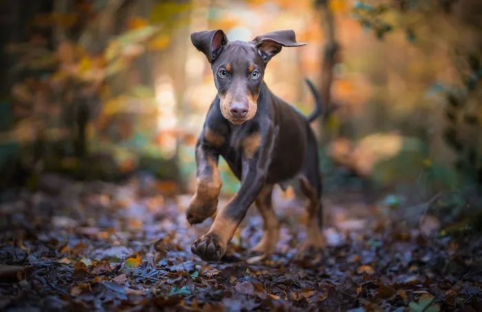 Hugo