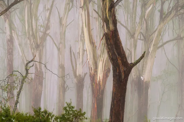 Yarra Ranges