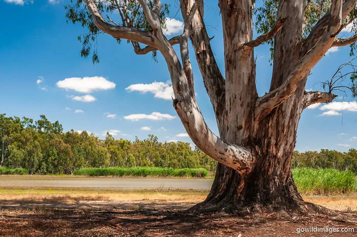 Barmah