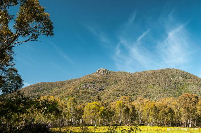 Burrowa-Pine Mountain