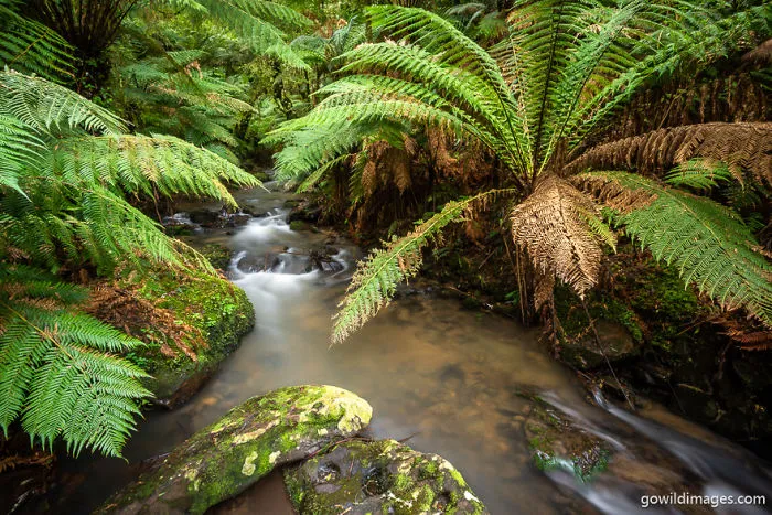 Tarra-Bulga