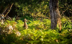 I Traveled Across 45 Different National Parks In Victoria, And Here Are My Favorite Pictures