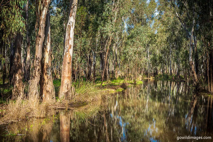 Gunbower