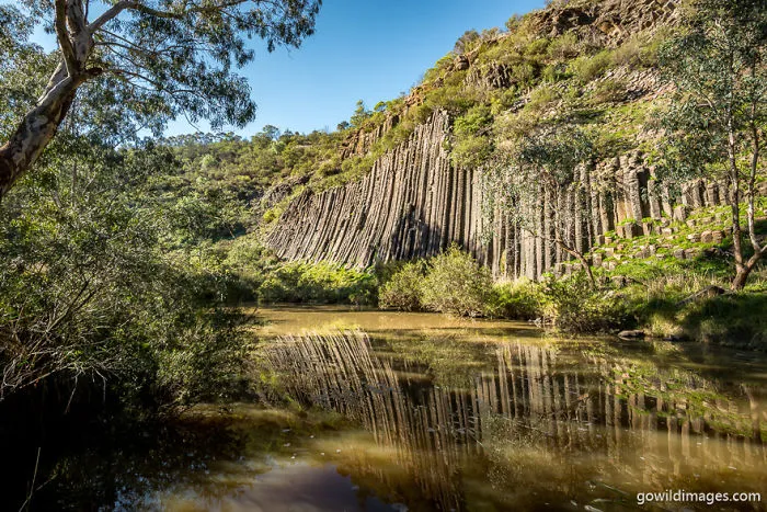 Organ Pipes