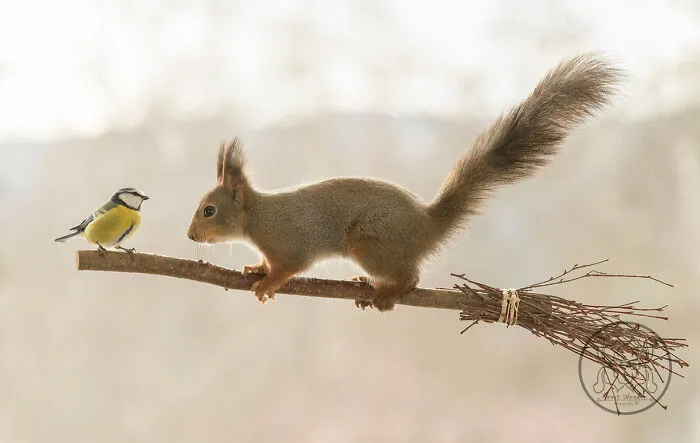 Red Squirrels Interact With My Props While I Photograph Them, And They Make The Cutest Pics (30 New Pics)
