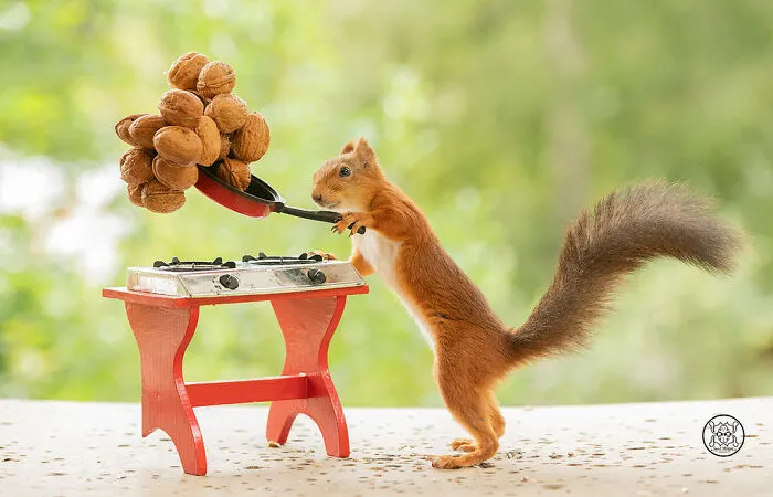 Red Squirrels Interact With My Props While I Photograph Them, And They Make The Cutest Pics (30 New Pics)