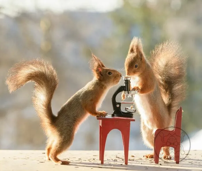 Red Squirrels Interact With My Props While I Photograph Them, And They Make The Cutest Pics (30 New Pics)