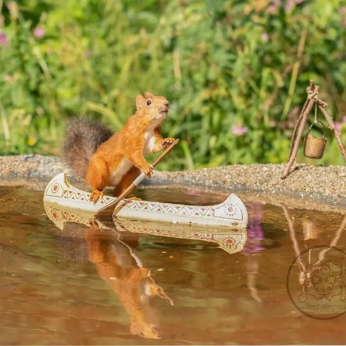 Red Squirrels Interact With My Props While I Photograph Them, And They Make The Cutest Pics (30 New Pics)