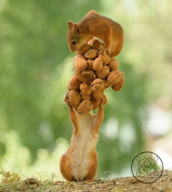 Red Squirrels Interact With My Props While I Photograph Them, And They Make The Cutest Pics (30 New Pics)
