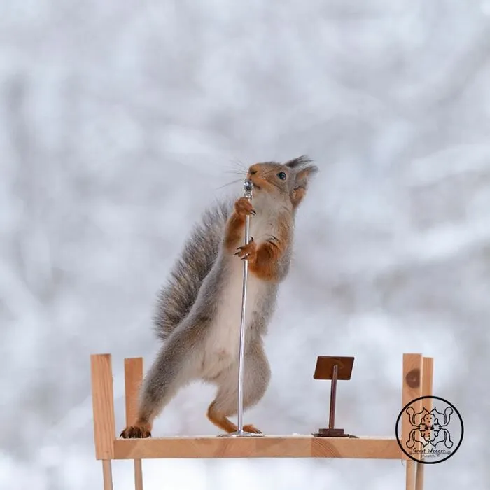 Red Squirrels Interact With My Props While I Photograph Them, And They Make The Cutest Pics (30 New Pics)