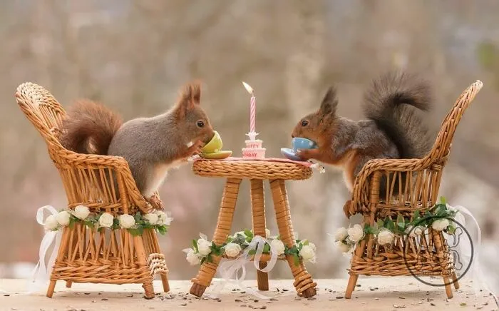 Red Squirrels Interact With My Props While I Photograph Them, And They Make The Cutest Pics (30 New Pics)