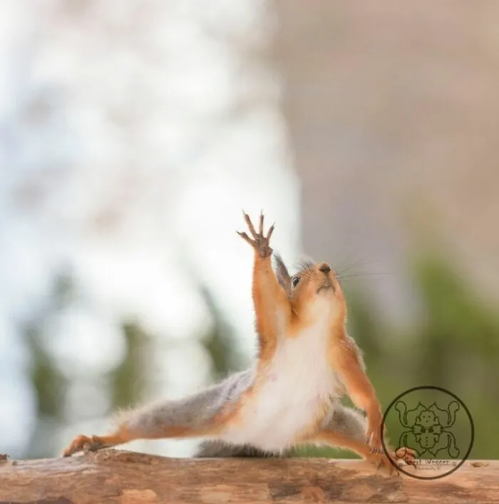 Red Squirrels Interact With My Props While I Photograph Them, And They Make The Cutest Pics (30 New Pics)