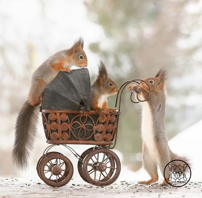 Red Squirrels Interact With My Props While I Photograph Them, And They Make The Cutest Pics (30 New Pics)