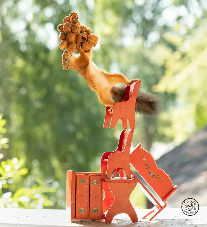 Red Squirrels Interact With My Props While I Photograph Them, And They Make The Cutest Pics (30 New Pics)